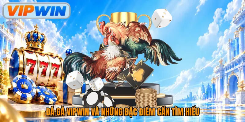 Đá gà Vipwin và những đặc điểm cần tìm hiểu