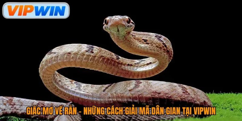 Giấc Mơ Về Rắn - Những Cách Giải Mã Dân Gian Tại Vipwin